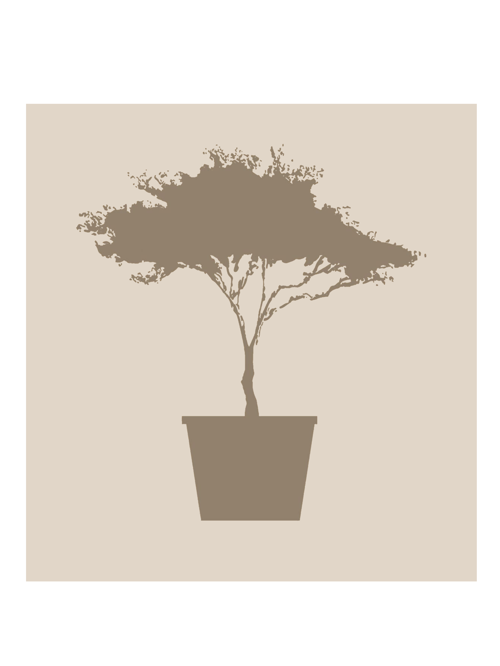 Acer shirasawanum 'Aureum'